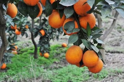 重庆地理标志农产品在《源味中国》亮相，四个区县风味独特