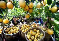 重庆市农业委员会办公室关于转发农业农村部开展“我与农产品质量安全这十年”征文活动的通知