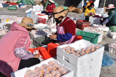 凉山德昌 疫情防控和农产品销售两不误，扎实做好疫情防控期间农产品销售工作